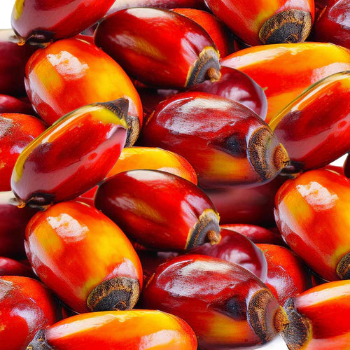 Pure Unrefined Batana Oil